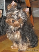 щенкf йоркширского терьера - Изображение #2, Объявление #37263