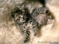 котята 1 месяц в дар - Изображение #1, Объявление #67151