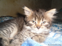 котята полу-перс - Изображение #1, Объявление #62476