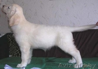 Голден-ретривера щенки - Изображение #1, Объявление #69455