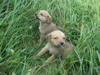 Дворняжки в добрые руки - Изображение #1, Объявление #66727