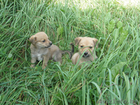 Дворняжки в добрые руки - Изображение #2, Объявление #66727