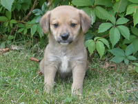 Дворняжки в добрые руки - Изображение #3, Объявление #66727