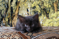 котята 1 месяц в дар - Изображение #3, Объявление #67151