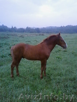 Продам жеребенка д. Буцевичи Минский район - Изображение #1, Объявление #72337