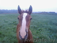 Продам жеребенка д. Буцевичи Минский район - Изображение #3, Объявление #72337