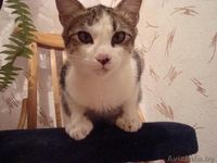 Котенок по имени Пряник ищет хозяина - в дар в добрые руки - Изображение #1, Объявление #69159