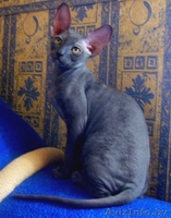 котята корниш-рекс - Изображение #2, Объявление #71594