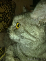 отдам кошку в добрые руки - Изображение #3, Объявление #79007