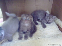 шотландские котята - Изображение #2, Объявление #81311
