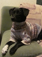 В дар - небольшая собака, девочка, чёрненькая в белых носочках - Изображение #1, Объявление #75666