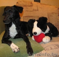 В дар - небольшая собака, девочка, чёрненькая в белых носочках - Изображение #2, Объявление #75666