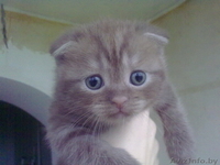 шотландские котята - Изображение #1, Объявление #81311