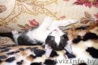 Котята, 1,5 месяца, отдам в хорошие руки - Изображение #1, Объявление #75088