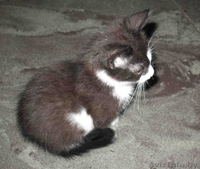 Котенок ищет дом - Изображение #2, Объявление #85358