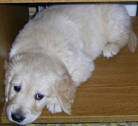 Щенки голден-ретривера - Изображение #3, Объявление #87599