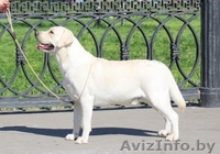 Высокопородные щенки лабрадора ретривера - Изображение #2, Объявление #81904