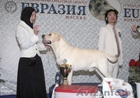 Высокопородные щенки лабрадора ретривера - Изображение #1, Объявление #81904