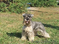 Продам щенка цвергшнауцера - Изображение #4, Объявление #69330