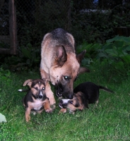 Продам отличных щенков - Изображение #1, Объявление #75812