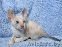 Корниш-рекс котята - Изображение #1, Объявление #82196