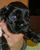 Американский кокер спаниель. Щенки - Изображение #1, Объявление #81150