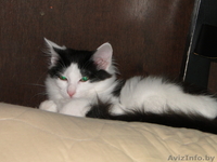 Ласковый Котенок в дар! - Изображение #2, Объявление #82931