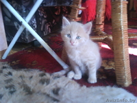Красивые котята, рыжие и пушистые.. - Изображение #2, Объявление #79126