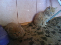 Красивые котята, рыжие и пушистые.. - Изображение #3, Объявление #79126