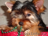 йоркширский терьер продам - Изображение #1, Объявление #65155