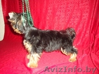 йоркширский терьер продам - Изображение #3, Объявление #65155