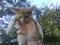 ПОДАРЮ чудных котят мальчика и девочку - Изображение #2, Объявление #75655