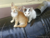 ПОДАРЮ чудных котят мальчика и девочку - Изображение #1, Объявление #75655