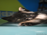 Четыре британских котенка ищут мам и пап! (д.р. 22.07.2010) - Изображение #3, Объявление #86874