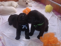 Высокопородные щенки лабрадора ретривера - Изображение #4, Объявление #81904