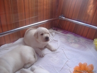 Высокопородные щенки лабрадора ретривера - Изображение #5, Объявление #81904