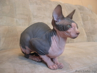 котенок породы "канадский сфинкс" - Изображение #1, Объявление #80768