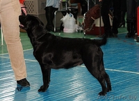 Высокопородные щенки лабрадора ретривера - Изображение #3, Объявление #81904