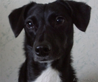 Лапушка. Собака вашей мечты… - Изображение #1, Объявление #80134