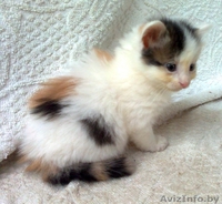 Очаровательные сибирские кошечки. - Изображение #3, Объявление #85036