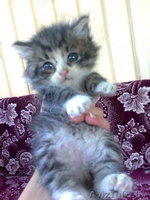 Очаровательные сибирские кошечки. - Изображение #1, Объявление #85036