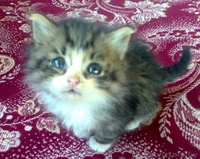 Очаровательные сибирские кошечки. - Изображение #2, Объявление #85036