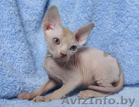 Канадский сфинкс голые котята - Изображение #2, Объявление #82197