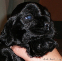 Американский кокер спаниель. Щенки - Изображение #3, Объявление #81150