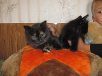 Котята-симпатяги - Изображение #3, Объявление #74741