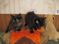 Котята-симпатяги - Изображение #4, Объявление #74741