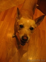 Умка - маленькое чудо - Изображение #2, Объявление #77448