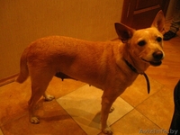 Умка - маленькое чудо - Изображение #1, Объявление #77448