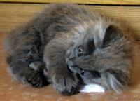 Отдам трёх серых котят в хорошие руки - Изображение #2, Объявление #82926