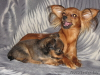 Продам длинношерстного щенка той терьера . - Изображение #2, Объявление #79246